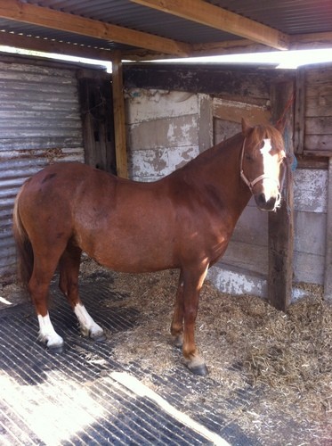 Ruby, 11.3hh, liver chestnut mare