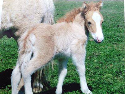 Kwaimoon Pure Gold, red dun, miniature horse colt