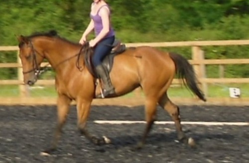 Maddy (Fevrier of Banks), 15.1hh, bay mare