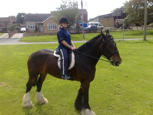 Peggy (Riverview Peggy), 17.3hh, bay mare